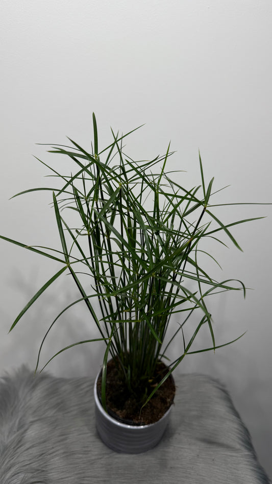 Cyperus Jela