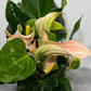 Anthurium Beige