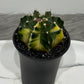 Gymnocalycium mihanovichii variegata