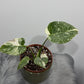 Monstera Thai Constellation 2 - www.augi-plants.lv