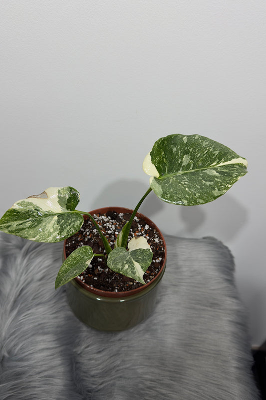 Monstera Thai Constellation 2 - www.augi-plants.lv