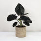 Alocasia Black Magic