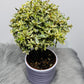 Myrtus Communis Variegata Mirte
