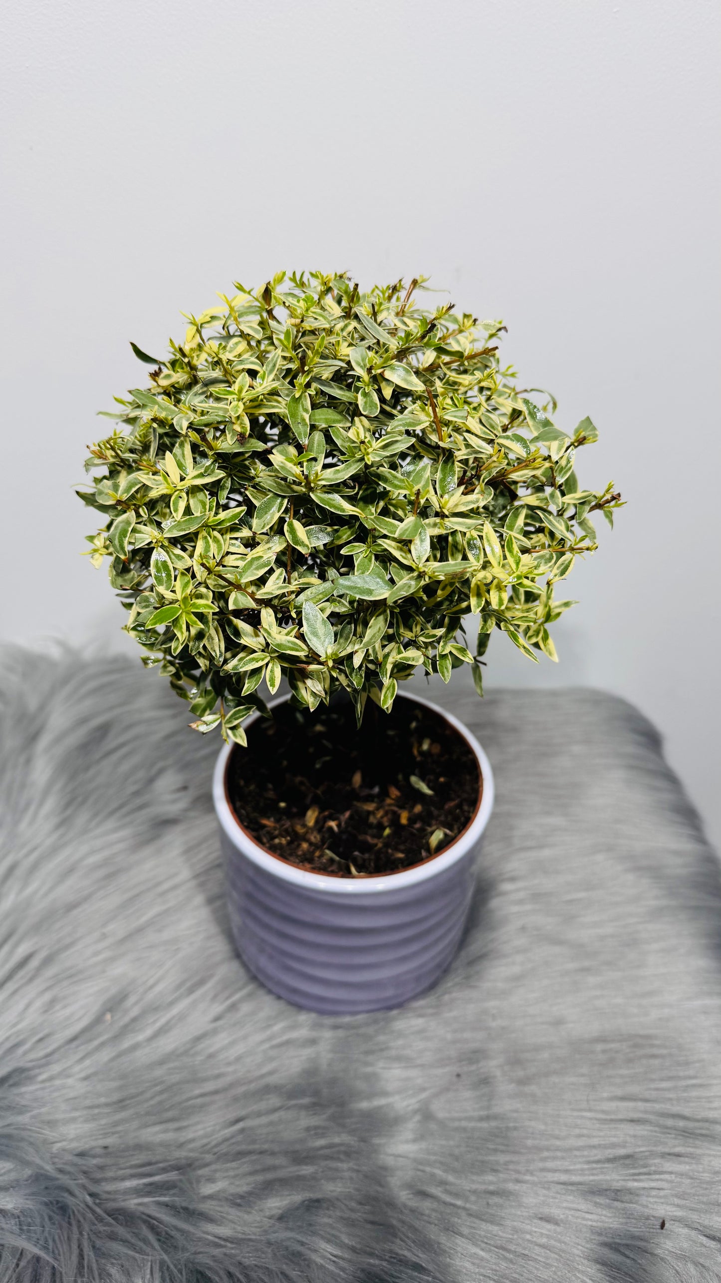 Myrtus Communis Variegata Mirte