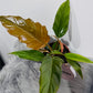 Philodendron 2