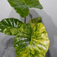 Alocasia macrorrhiza Aurea