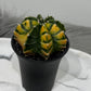 Gymnocalycium mihanovichii variegata