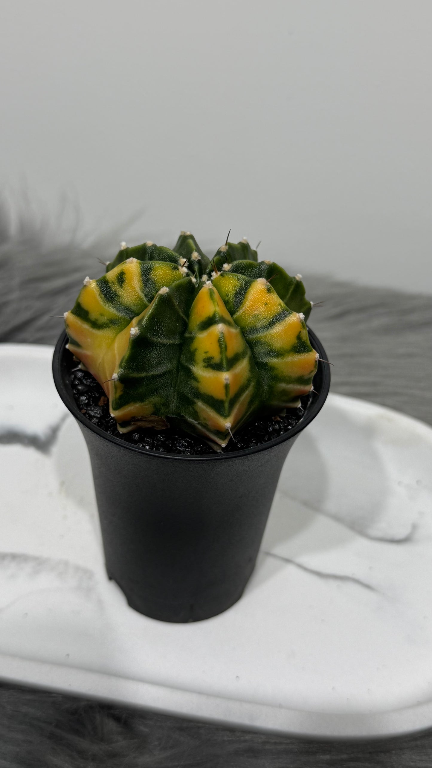 Gymnocalycium mihanovichii variegata