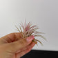 Tillandsia Air plant 8