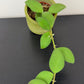 Hoya nummularioides