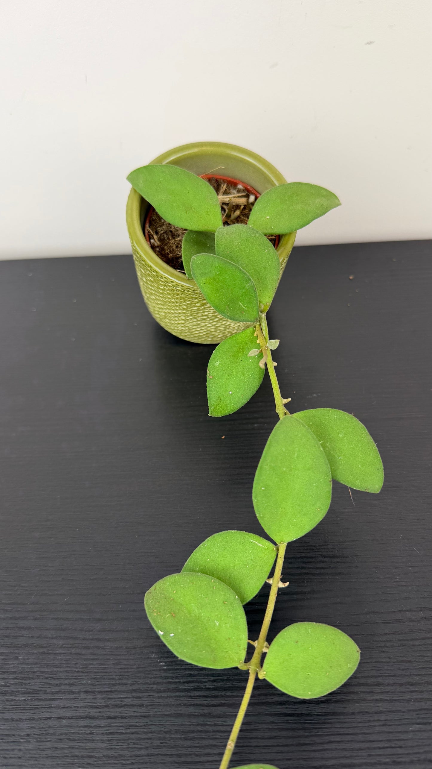 Hoya nummularioides