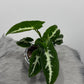 Syngonium Wendlandii