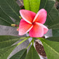 Plumeria Rubra Hawaiian 1
