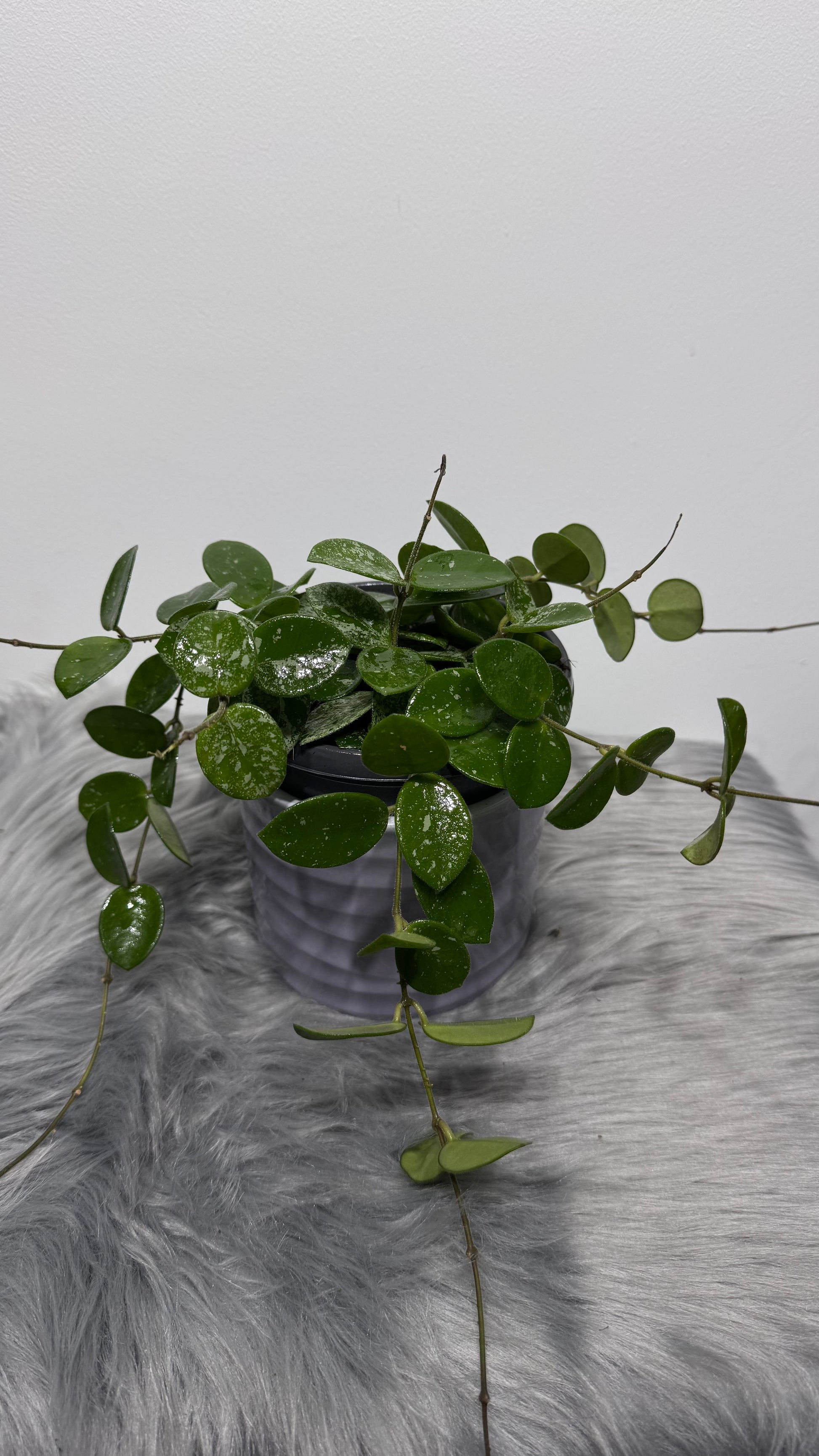 Hoya Mathilde Splash - www.augi-plants.lv