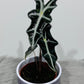 Alocasia Nobilis