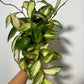 Hoya carnosa 'Tricolor' - www.augi-plants.lv