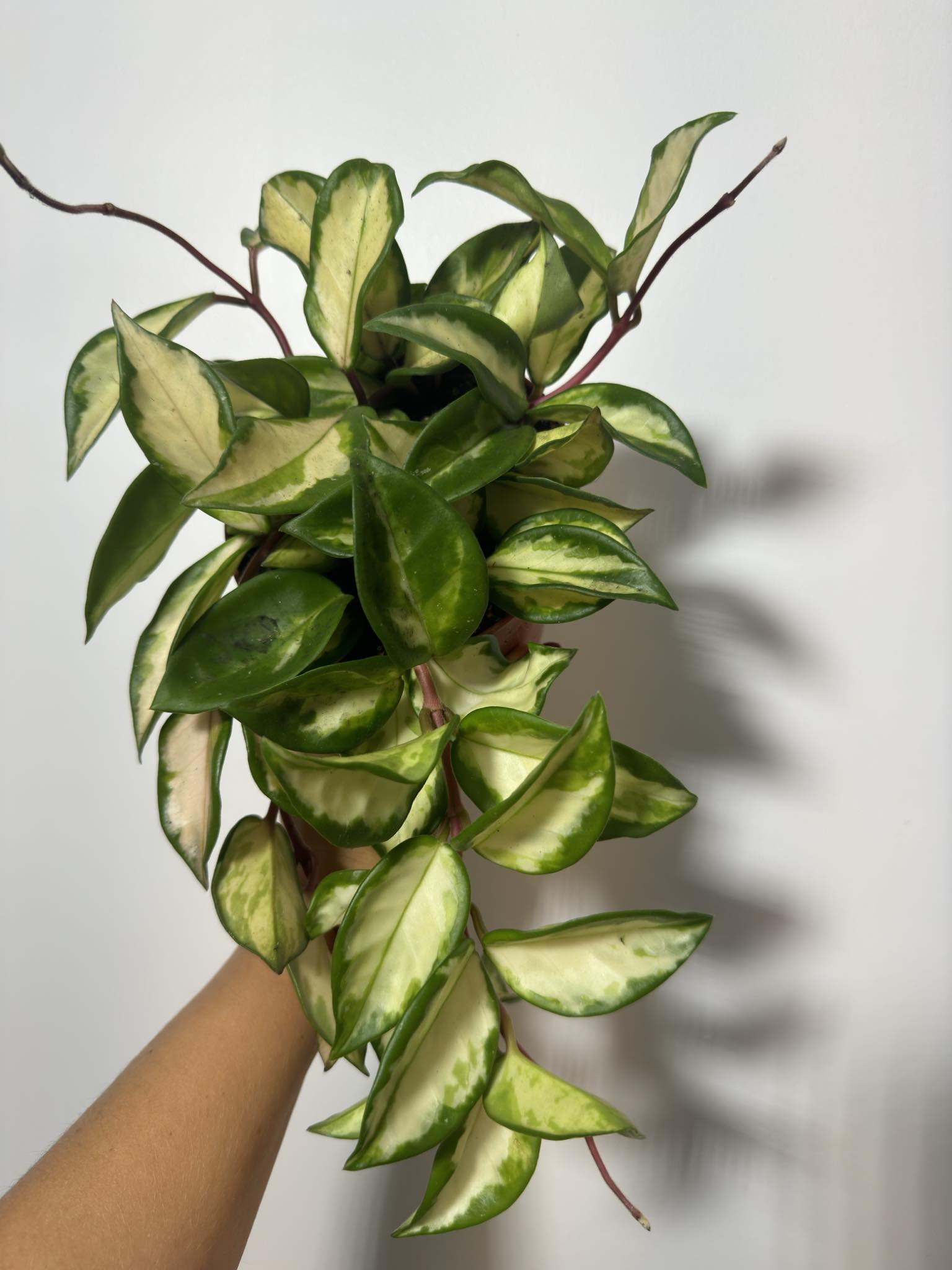 Hoya carnosa 'Tricolor' - www.augi-plants.lv