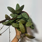 Hoya Sigillatis - www.augi-plants.lv