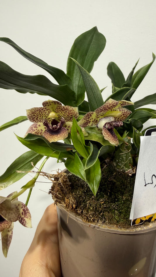 Promenaea Sunlight 5