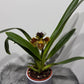 Orhideja Paphiopedilum Amerika 3