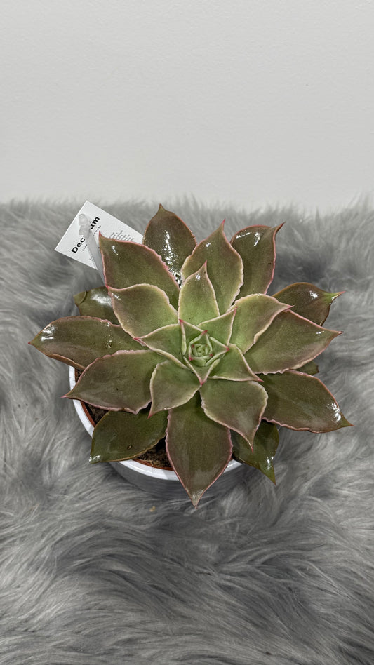 Echeveria 2