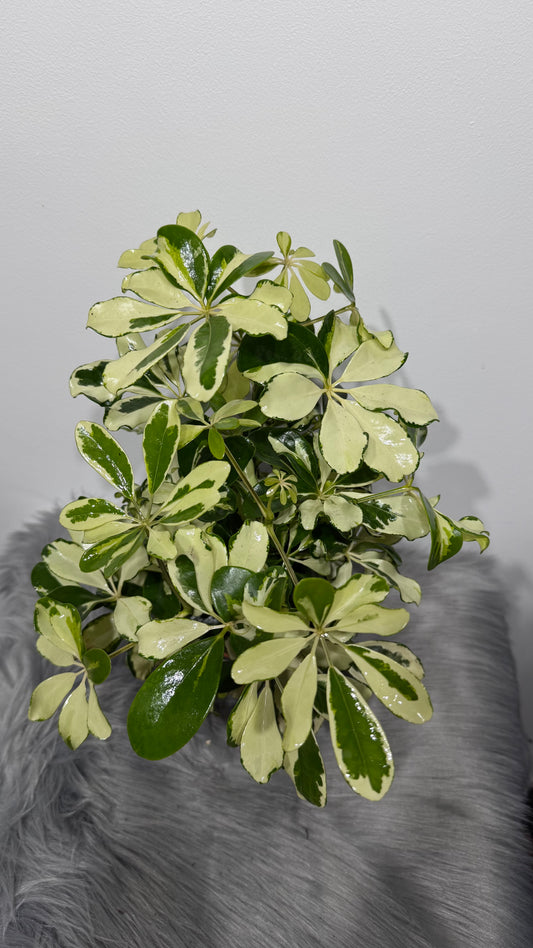 Schefflera 1