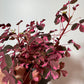 Oxalis Vulcano Pink - www.augi-plants.lv
