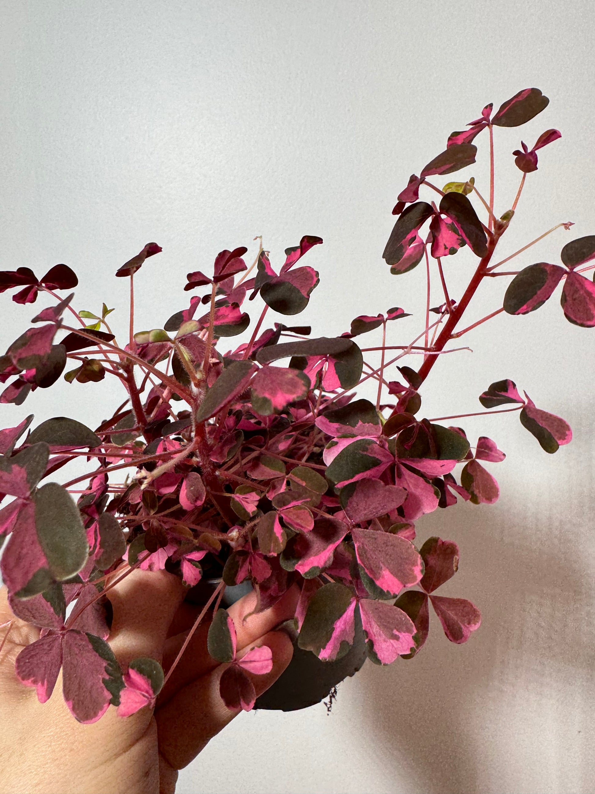 Oxalis Vulcano Pink - www.augi-plants.lv