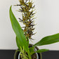 Brassia Summer Dream