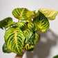 Iresine herbstii Rich Goldstar - www.augi-plants.lv