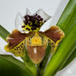 Orhideja Paphiopedilum Amerika 3