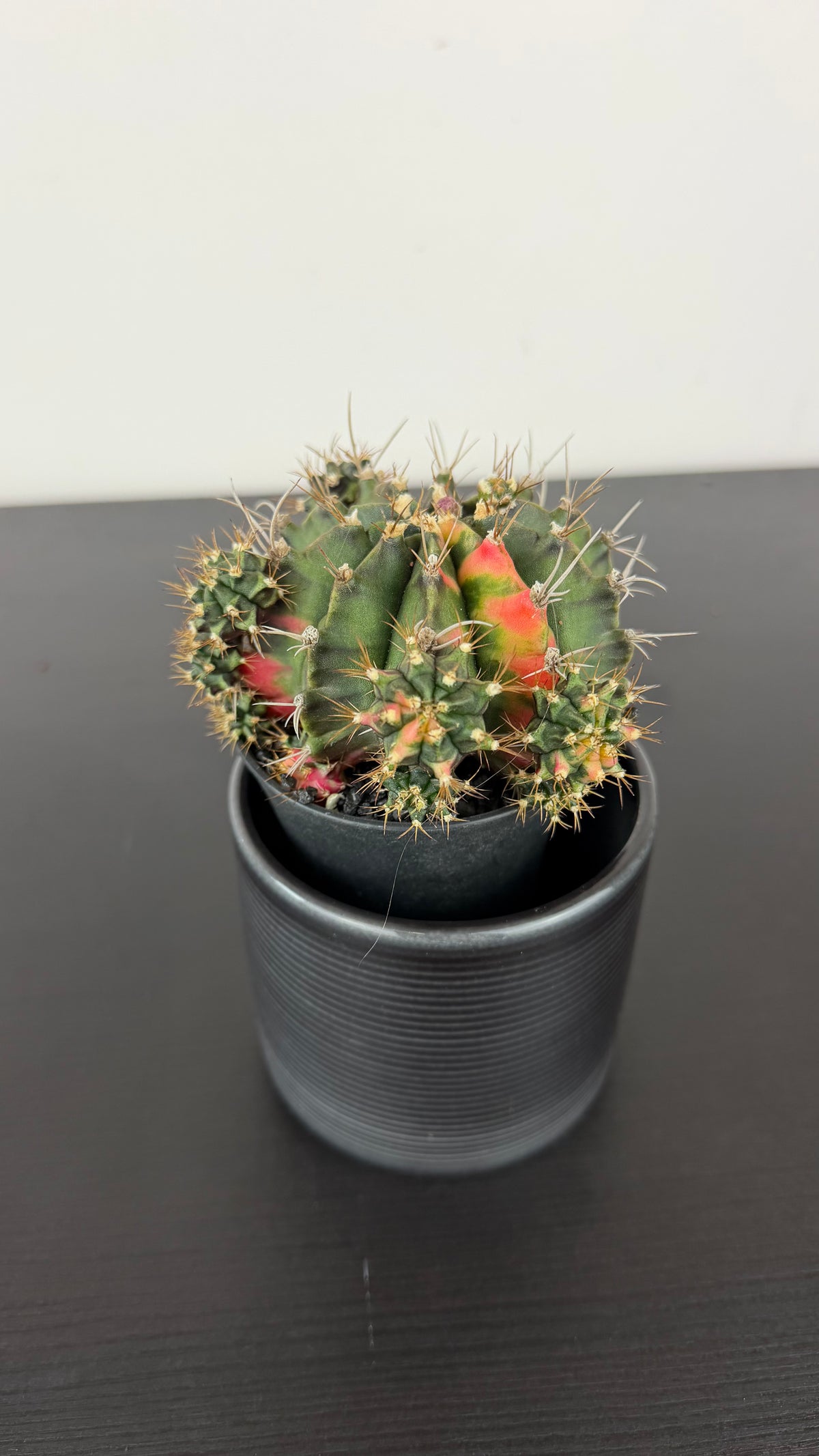 Gymnocalycium mihanovichii variegata
