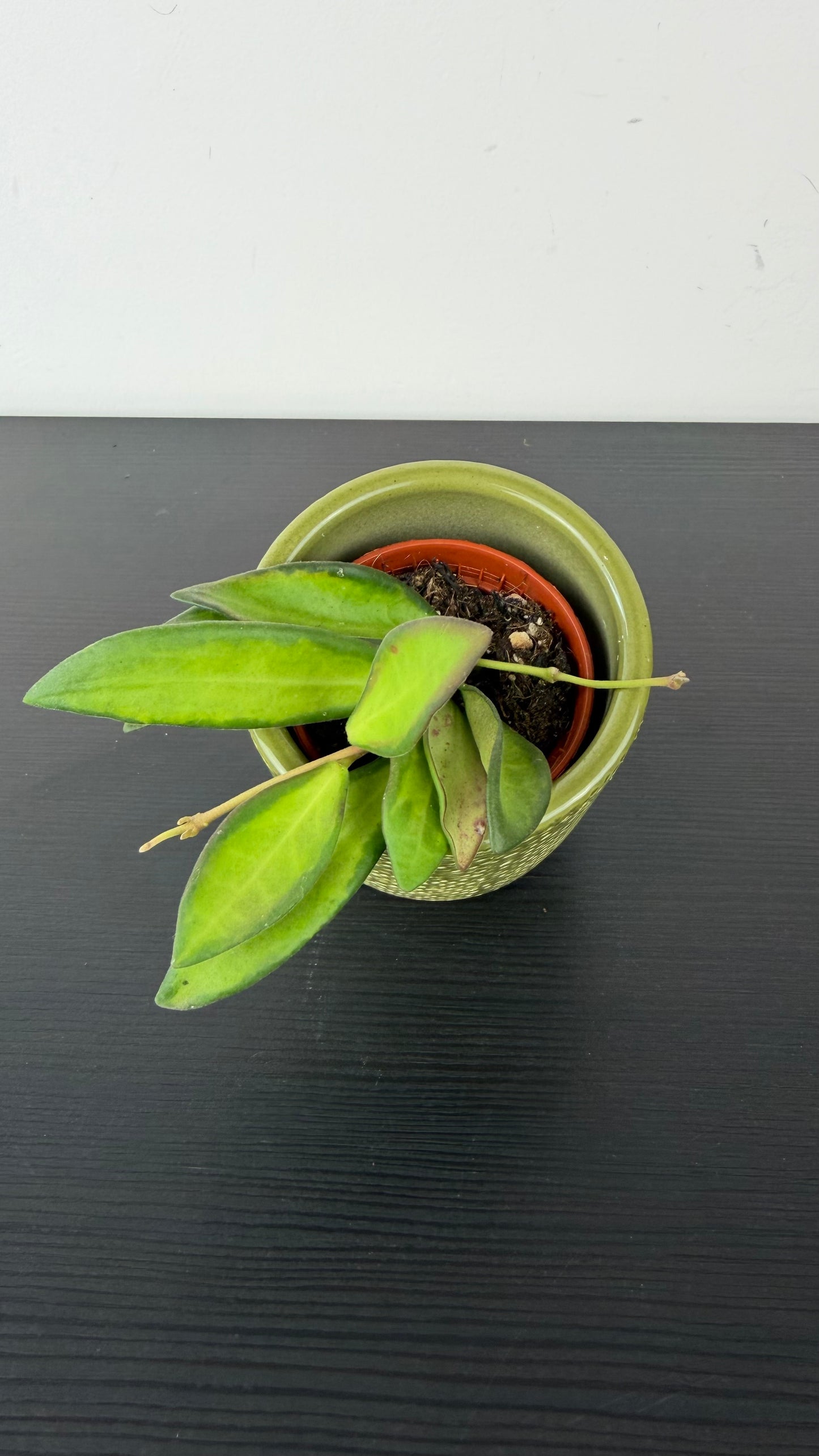 Hoya Mix