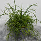 Rhipsalis 4
