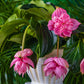 Medinilla Candy - www.augi-plants.lv
