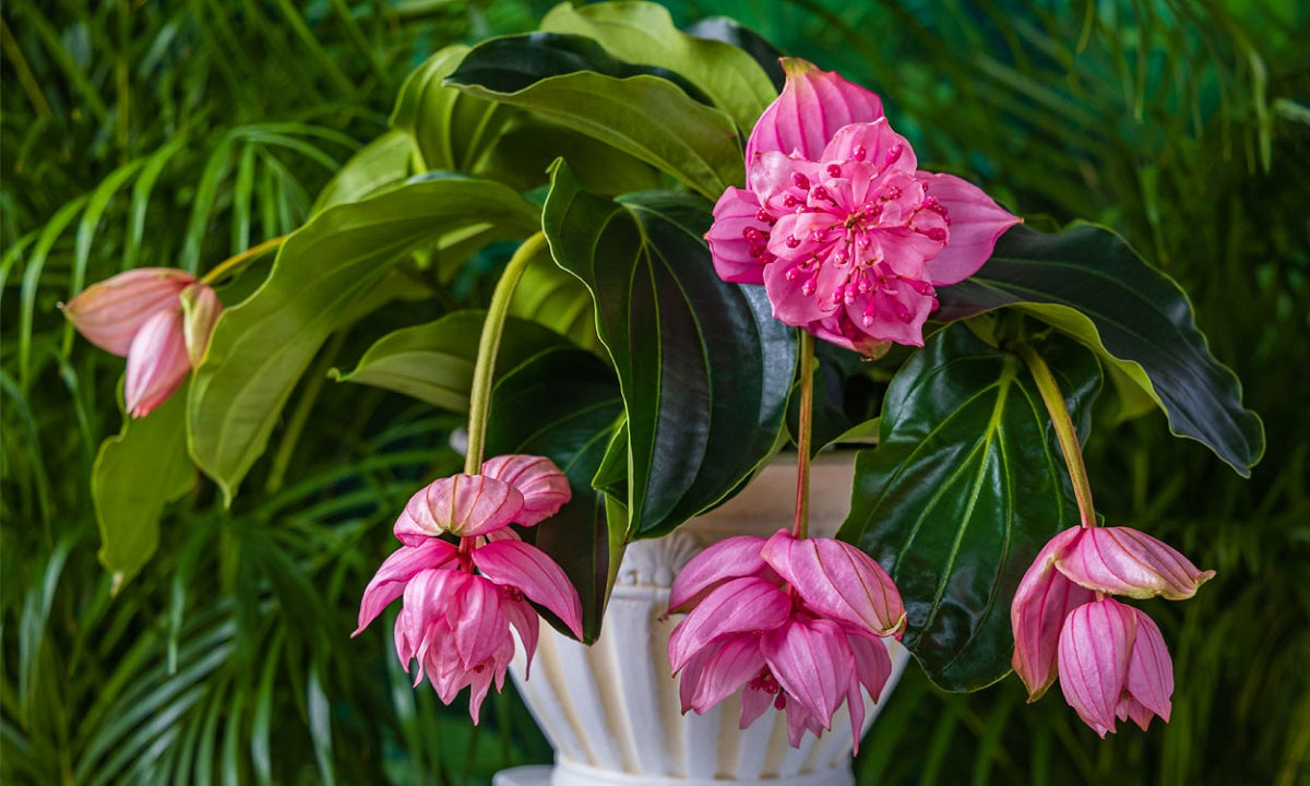 Medinilla Candy - www.augi-plants.lv