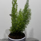 Asparagus Densiflorus