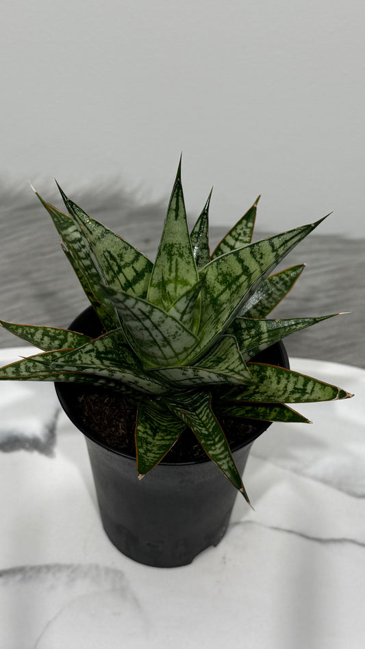 Sansevieria Comet Rocky Mountain