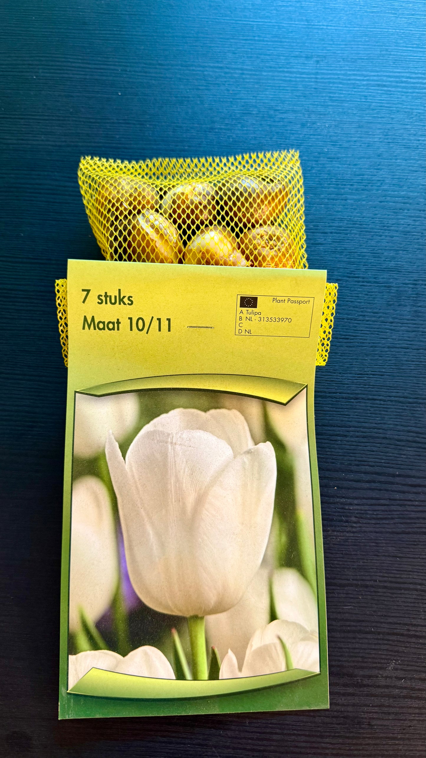 Tulpes 3