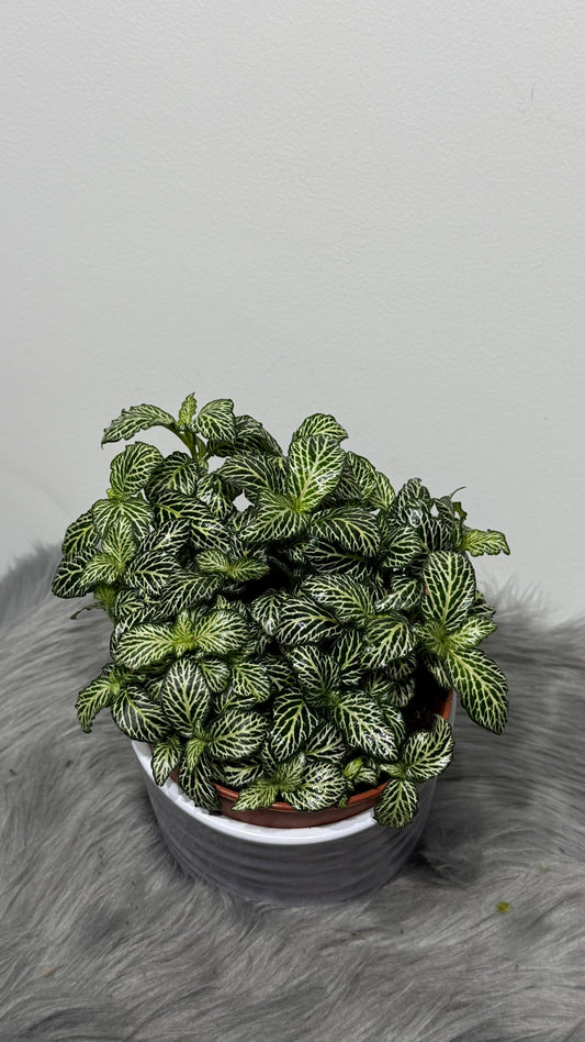 Fittonia 9