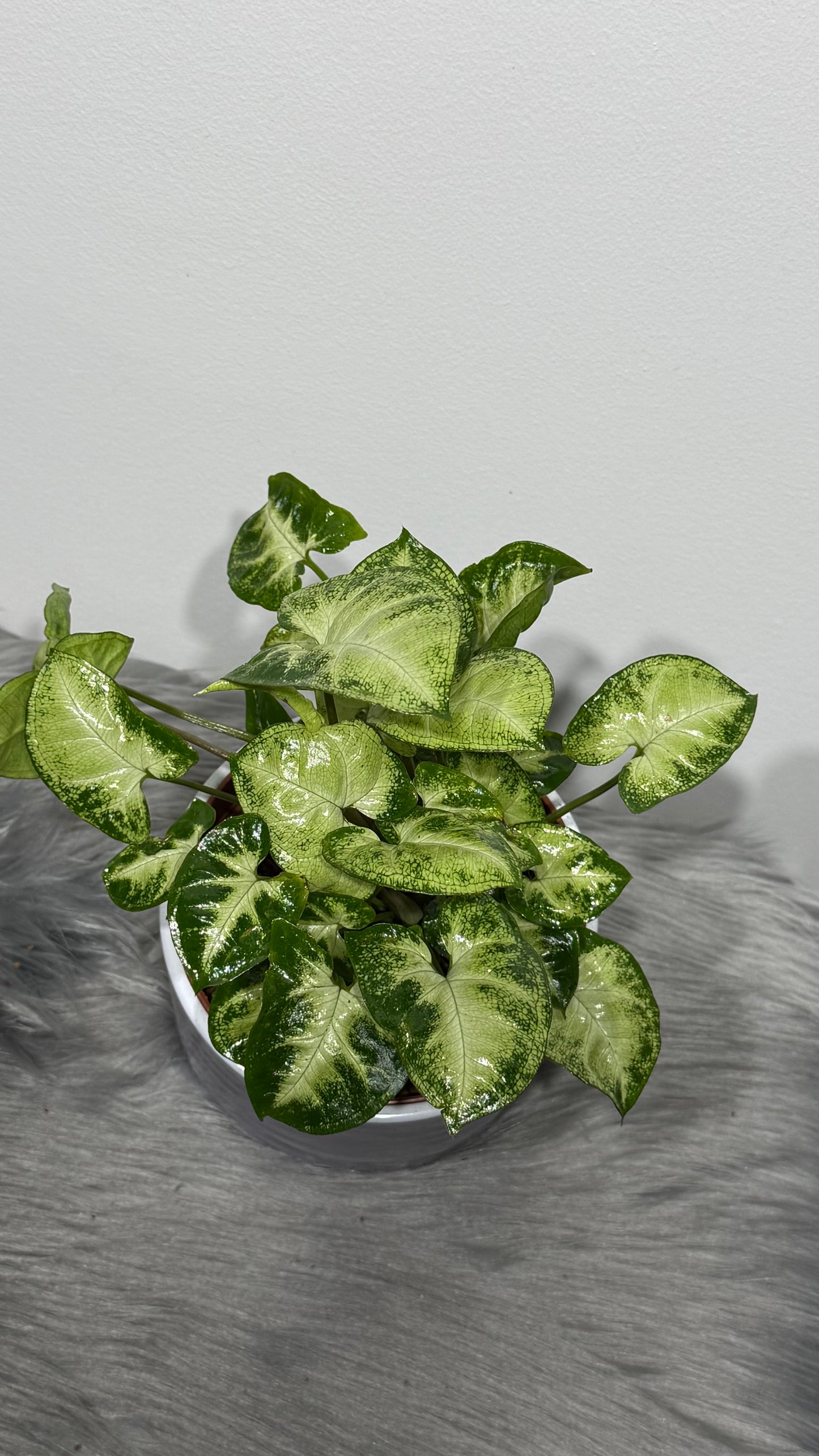 Syngonium Pixie