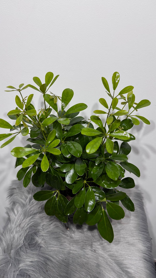 Schefflera 3