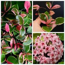 Hoya carnosa Flamingo dream - www.augi-plants.lv
