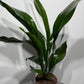 Aspidistra elatior