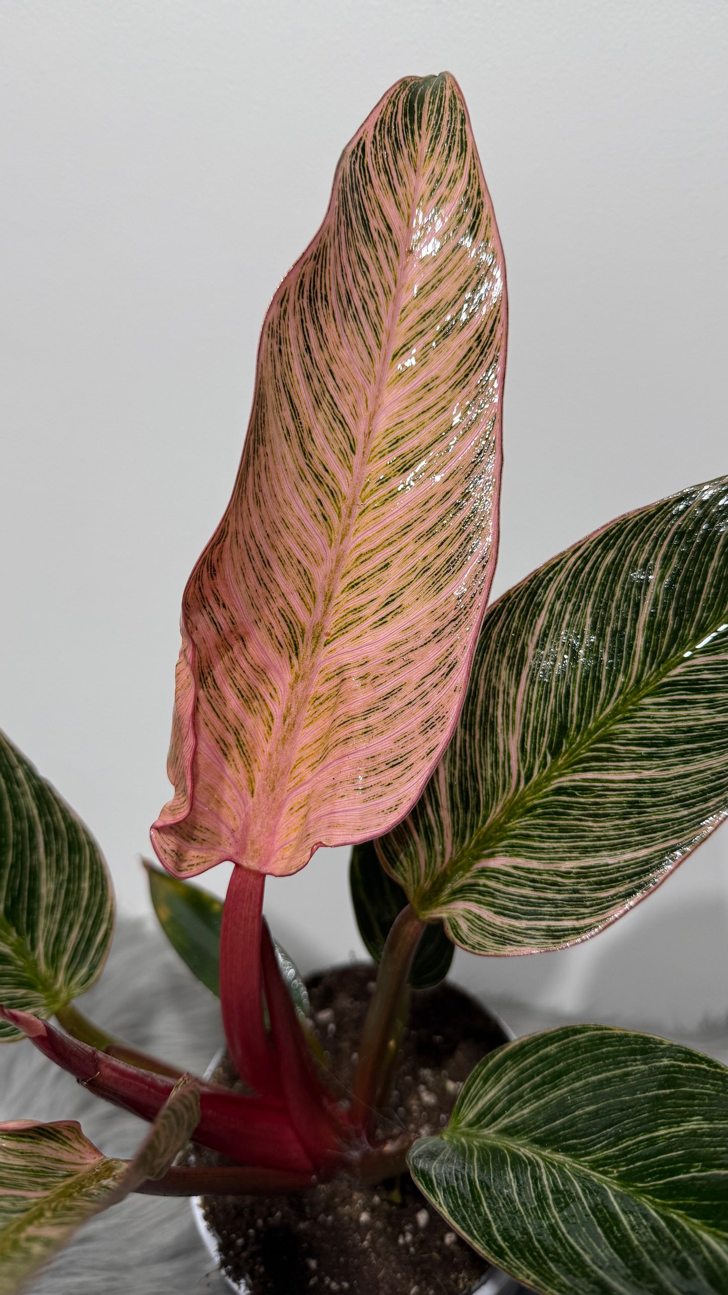 Philodendron Birkin Pink