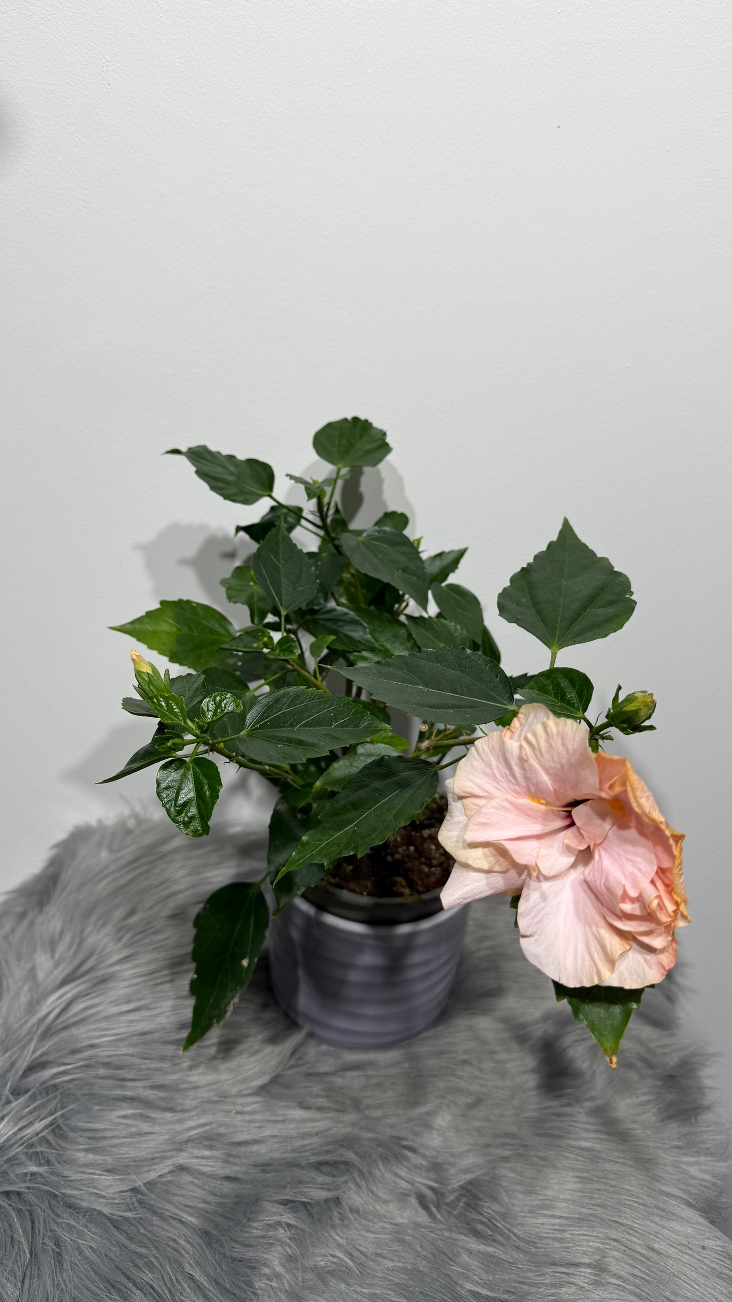 Hibiscus rose double