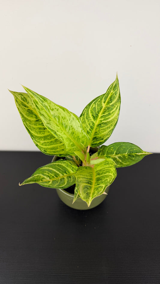 Aglaonema 5