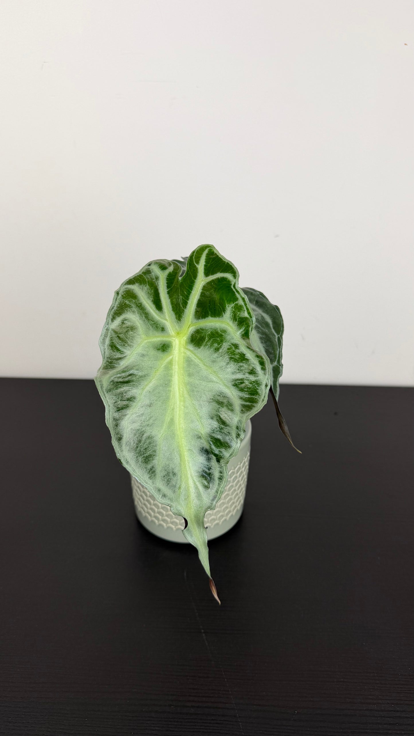 Alocasia Venom