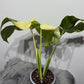 Monstera Thai Constellation 8 - www.augi-plants.lv
