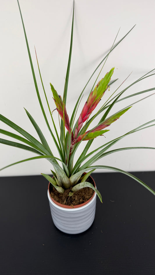 Tillandsia Fasciculata